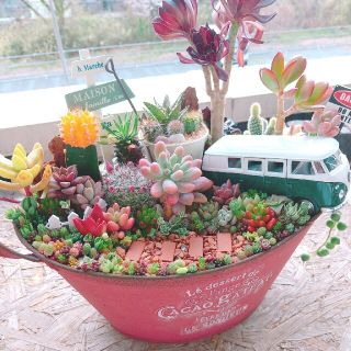 ソラちゃん様 専用  多肉植物寄せ植え(その他)