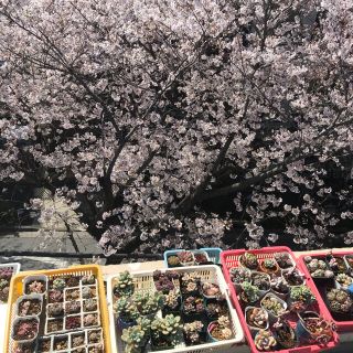 多肉植物(その他)