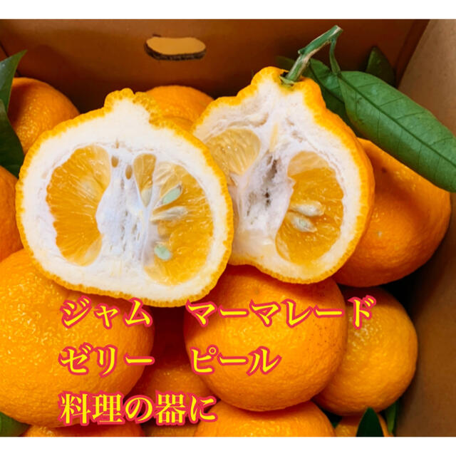 和歌山県産　三宝柑　訳あり　大小混合10Kg みかんキング 食品/飲料/酒の食品(フルーツ)の商品写真