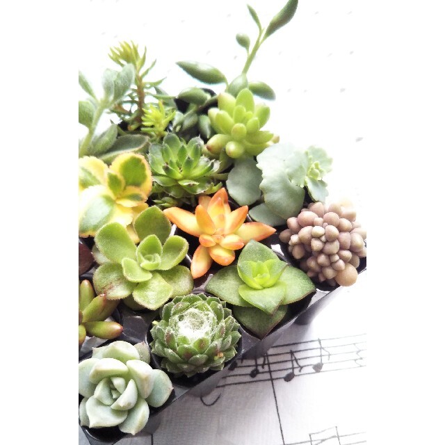 27 多肉植物 カット苗 寄せ植え 初心者向けの通販 By カンカン S Shop ラクマ 27 多肉植物 カット苗 寄せ植え 初心者向けの通販 By カンカン S Shop ラクマ