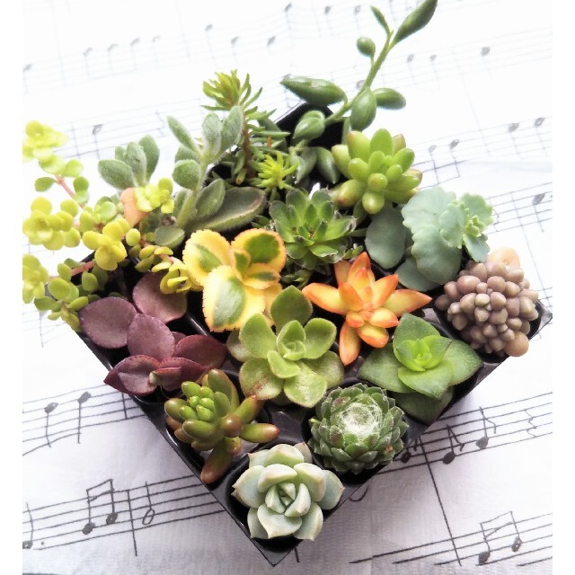 27 多肉植物 カット苗 寄せ植え 初心者向けの通販 By カンカン S Shop ラクマ 27 多肉植物 カット苗 寄せ植え 初心者向けの通販 By カンカン S Shop ラクマ