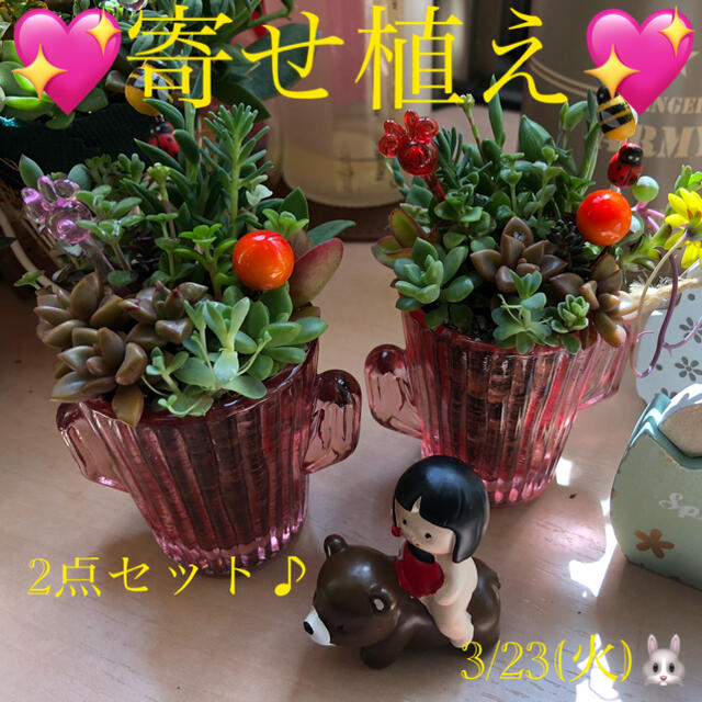 多肉植物❤︎寄せ植え❤︎このまま飾れます❤︎ピンク鉢❤︎2点セット♪