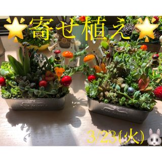 多肉植物❤︎寄せ植え❤︎このまま飾れます❤︎2点セット♪(その他)