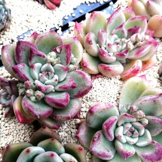 子沢山　韓国苗　Echeveria  Arijie　エケベリア　アルジェ　子株(その他)