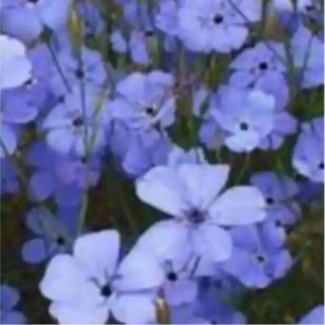 花の種 ビスカリア ブルーエンジェル 種子の通販 By 在庫確認 プロフ必読お願い ラクマ 花の種 ビスカリア ブルーエンジェル 種子の通販 By 在庫確認 プロフ必読お願い ラクマ