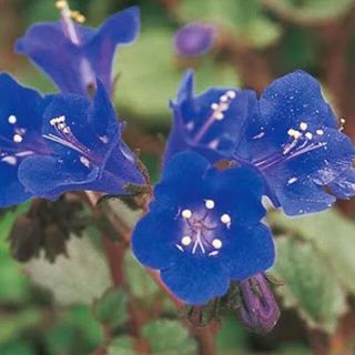 花の種　カリフォルニアブルーベル 種 (その他)