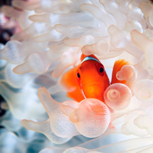 はみ☆様ʕ•ٹ•ʔ専用ページ その他のその他(その他)の商品写真