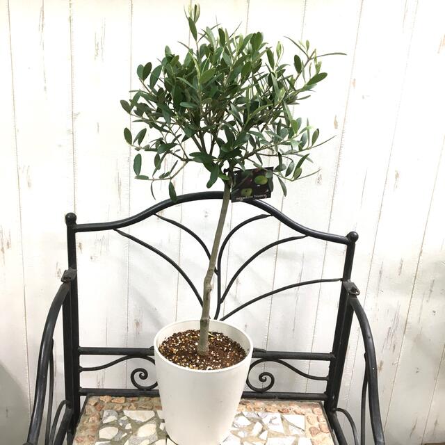 オリーブの木 Souju ネバディロブランコ 5号 セラアート鉢 11の通販 By Plants Shop Olive ラクマ オリーブの木 Souju ネバディロブランコ 5号 セラアート鉢 11の通販 By Plants Shop Olive ラクマ