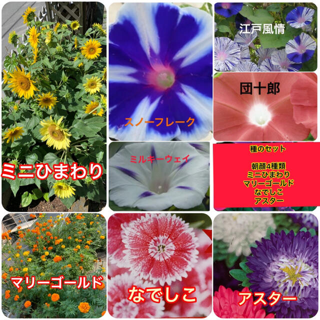 朝顔の種 4種類セット (レア種あり) オマケで花の種4種類プレゼント ハンドメイドのフラワー/ガーデン(その他)の商品写真