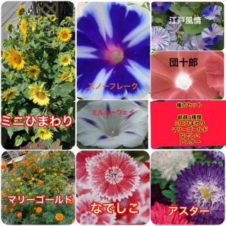 朝顔の種 4種類セット (レア種あり) オマケで花の種4種類プレゼント(その他)