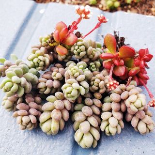 多肉植物　パープルヘイズ、紅稚児(その他)