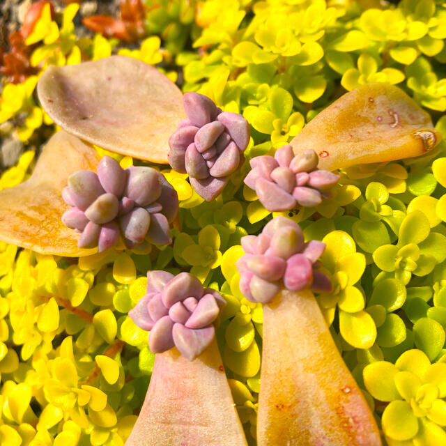 多肉植物葉挿し　パープルデライト ハンドメイドのフラワー/ガーデン(その他)の商品写真