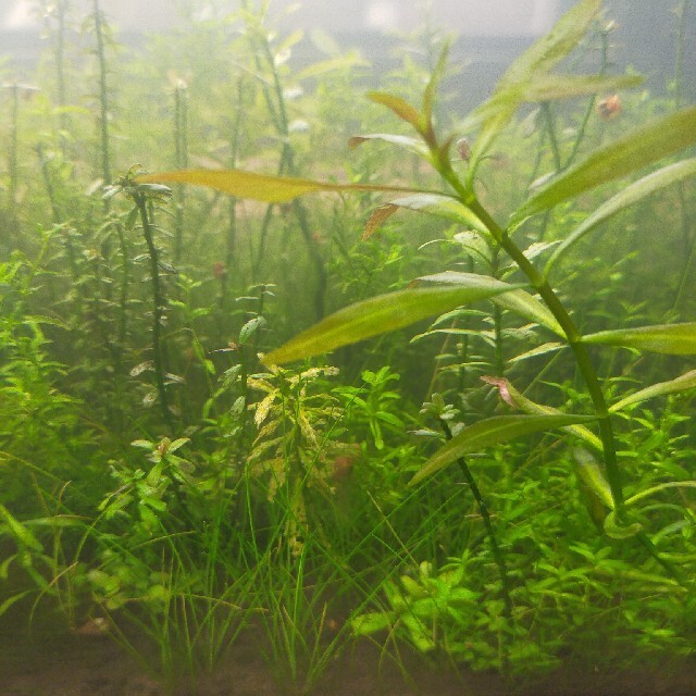 無農薬 水草 セット 藻 水槽 メダカ エビ アクアリウム ビオトープの通販 By 購入者9810 S Shop ラクマ 無農薬 水草 セット 藻 水槽 メダカ エビ アクアリウム ビオトープの通販 By 購入者9810 S Shop ラクマ