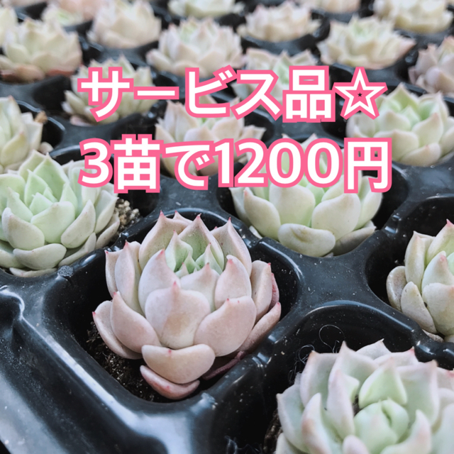 【新品種】ギロ×スリョン　3苗1200円　交配種　多肉植物　根付き　サービス品☆ インテリア/住まい/日用品のインテリア小物(置物)の商品写真