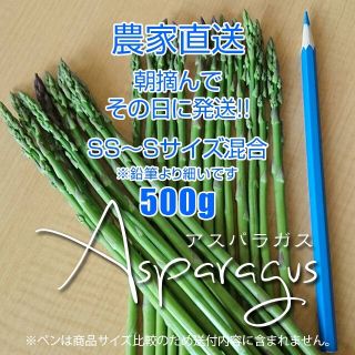 細 アスパラ 500g アスパラガス 採りたて野菜(野菜)