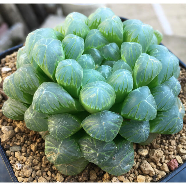 激安 トゥルンカータ 大株 ハオルチア 良株 美株 多肉植物 人気 高品質の通販 By Hobby Online S Shop ラクマ 激安 トゥルンカータ 大株 ハオルチア 良株 美株 多肉植物 人気 高品質の通販 By Hobby Online S Shop ラクマ