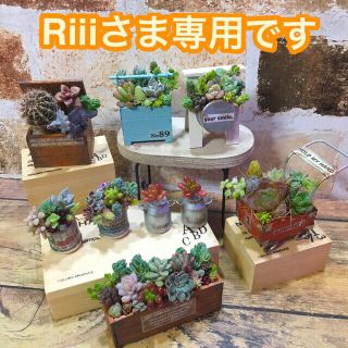 多肉植物の寄せ植え　ミニセット　　　　　通常価格2600円(その他)