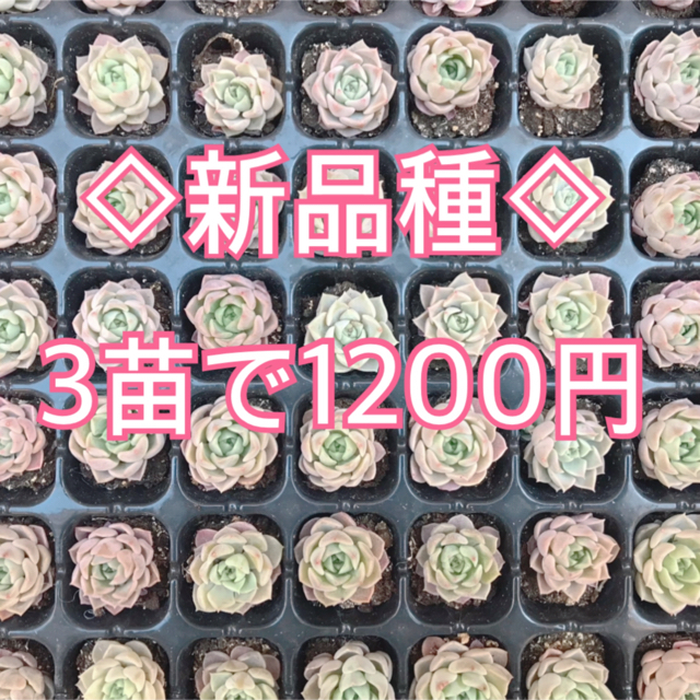 【新品種】ギロ×スリョン　3苗1200円　交配種　多肉植物　根付き　サービス品☆ インテリア/住まい/日用品のインテリア小物(その他)の商品写真