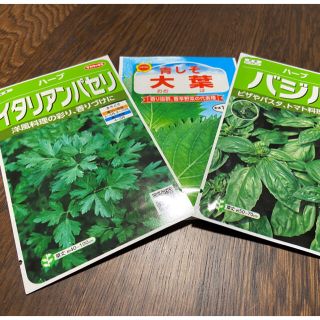 【プランター栽培】大葉100粒、バジル30粒、イタリアンパセリ30粒。お得！！(野菜)