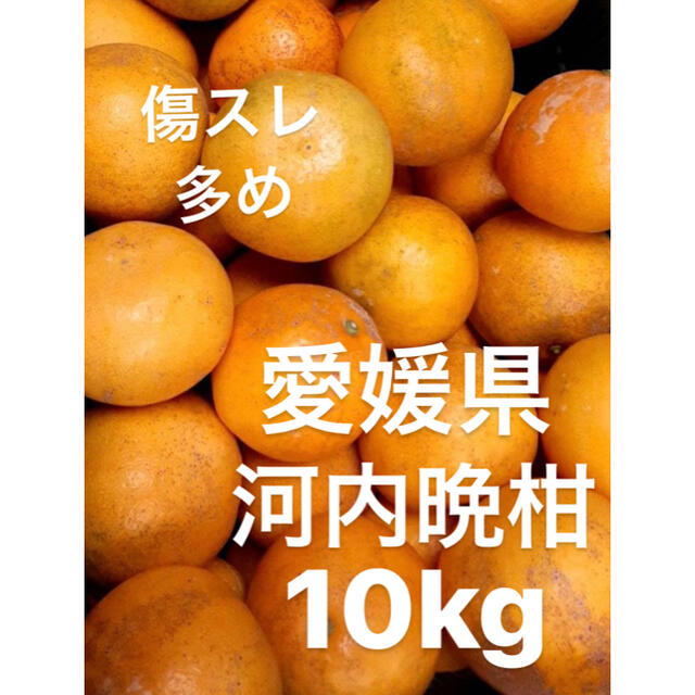 訳あり　愛媛県 小玉 宇和ゴールド 河内晩柑　15kg 食品/飲料/酒の食品(フルーツ)の商品写真