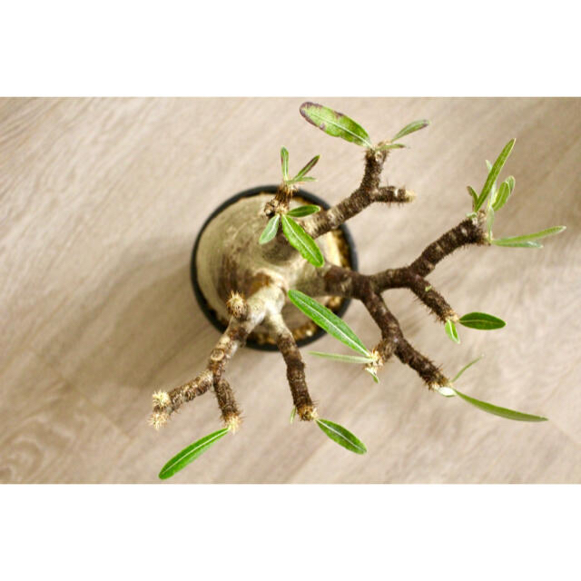 美大株 パキポディウム グラキリス Pachypodium Gracilius 美大株 パキポディウム グラキリス Pachypodium Gracilius