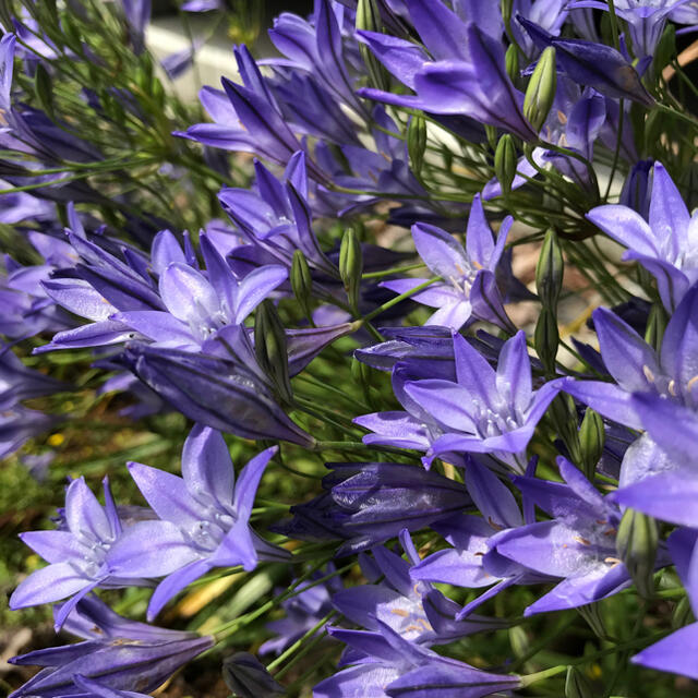 ブルーが涼しげな花　トリテレイア　球根大中小20個 ハンドメイドのフラワー/ガーデン(その他)の商品写真