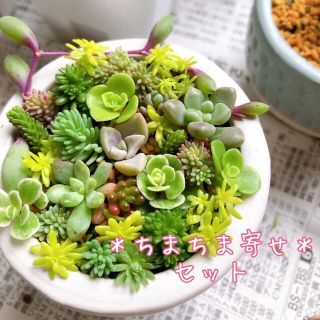 【専用】ちまちま寄せセット♡ 5、6【3/28発送】 セダム カット苗 多肉植物(その他)