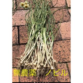 和歌山産　　無農薬ノビル50本(野菜)