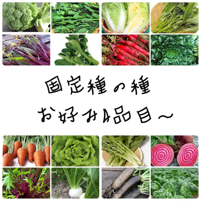 ★伝統野菜★固定種の種セット 食品/飲料/酒の食品(野菜)の商品写真