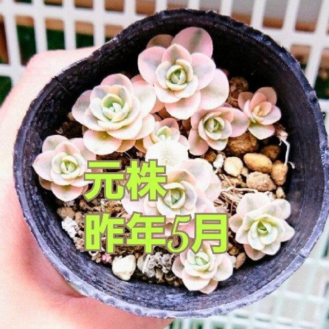 子持ち蓮華錦 抜き苗 多肉植物 ② ハンドメイドのフラワー/ガーデン(プランター)の商品写真