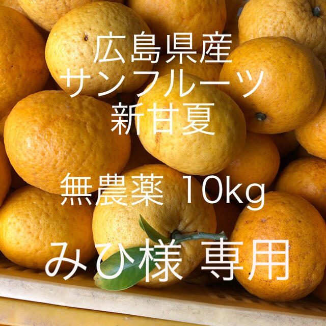 広島県産　無農薬　新甘夏　サンフルーツ　10kg  専用 食品/飲料/酒の食品(フルーツ)の商品写真