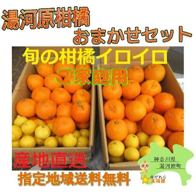 かんきつ色々詰合わせ🍊約8kg セット柑橘 ご家庭用 訳あり不選別 数限🉐 食品/飲料/酒の食品(フルーツ)の商品写真