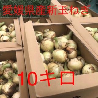 新玉ねぎ 極早生 無農薬 愛媛県産 約10キロ(野菜)