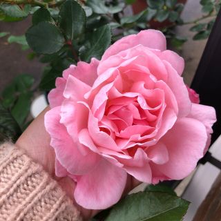 薔薇苗　挿木苗　訳あり(その他)