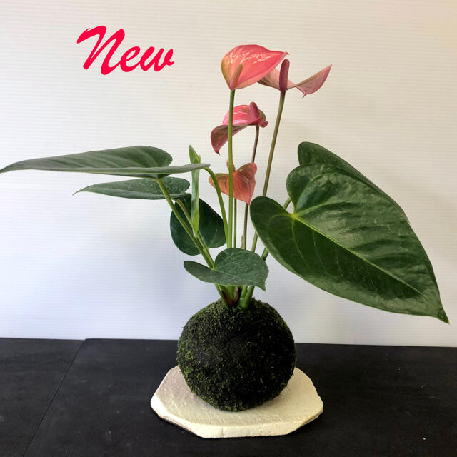 苔玉 アンスリウム ピンク 観葉植物の通販 By 苔玉 自然工房 ラクマ 苔玉 アンスリウム ピンク 観葉植物の通販 By 苔玉 自然工房 ラクマ