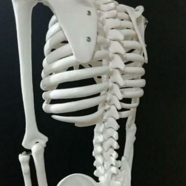 人体骨格模型 85cm 1/2サイズ