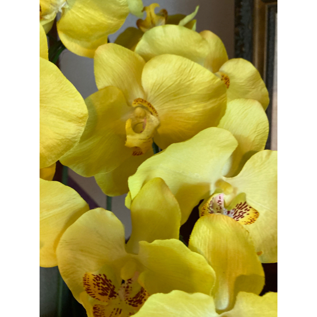光触媒　人工観葉植物　ウォールグリーン　造花　インテリア　胡蝶蘭7250 2