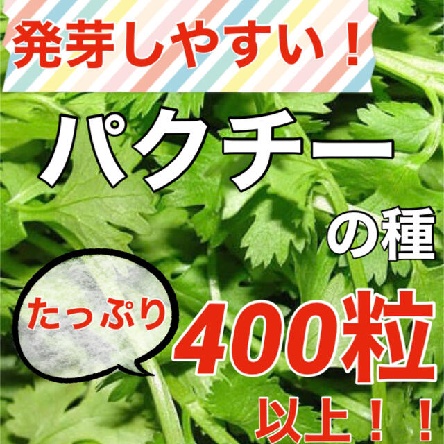 【大人気‼️】コリアンダー(パクチー)の種 約400粒‼️ ハーブ 野菜 タネ 食品/飲料/酒の食品(野菜)の商品写真