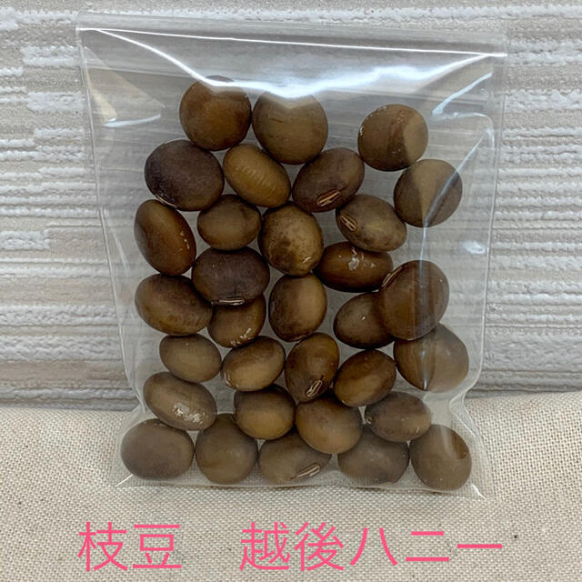 枝豆 越後ハニーの種 30粒 自家採種 食品/飲料/酒の食品(野菜)の商品写真