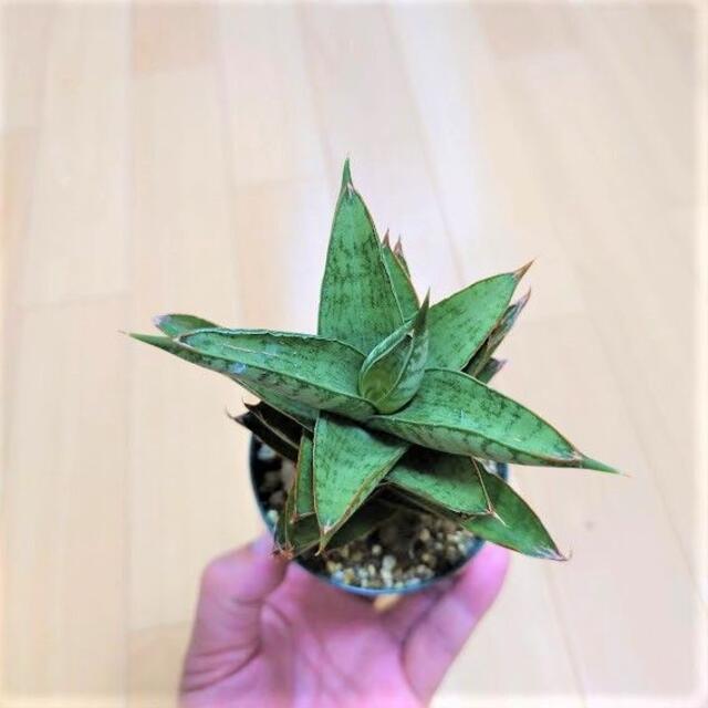 サンスベリア パゴダ 1 Sansevieria Pagoda hyb 3