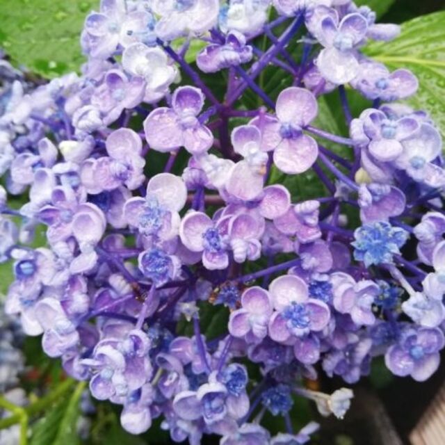 紫陽花 苗 アジサイ 苗 根付き 渦アジサイ おたふく 1本の通販 By コムちゃん S Shop ラクマ 紫陽花 苗 アジサイ 苗 根付き 渦アジサイ おたふく 1本の通販 By コムちゃん S Shop ラクマ