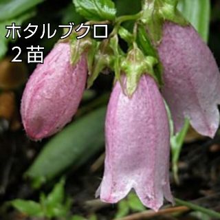 ホタルブクロ   花苗  ２苗(その他)