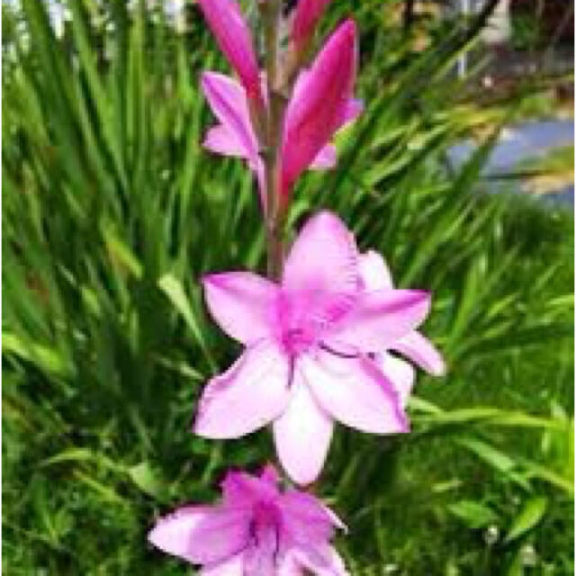 Watsonia 5球　整然と並んで咲くワトソニア　芽出し球根　即購入禁止 ハンドメイドのフラワー/ガーデン(その他)の商品写真