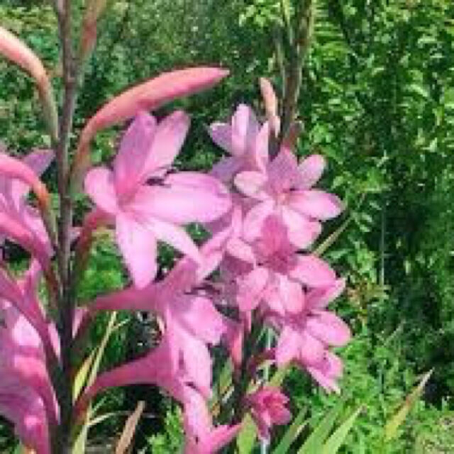 Watsonia 5球　整然と並んで咲くワトソニア　芽出し球根　即購入禁止 ハンドメイドのフラワー/ガーデン(その他)の商品写真