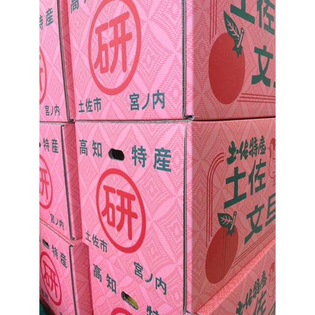 大玉【土佐文旦】専用箱入り　4Lサイズ(13〜14玉前後)10kg ※残り僅か！ 食品/飲料/酒の食品(フルーツ)の商品写真