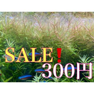 SALE❗️セイロン・ロタラ アクアリウム 水草(アクアリウム)