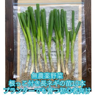 週末限定セール‼︎根っこ&土付きねぎ苗＊10本＊無農薬野菜＊プランター＊初心者向(野菜)