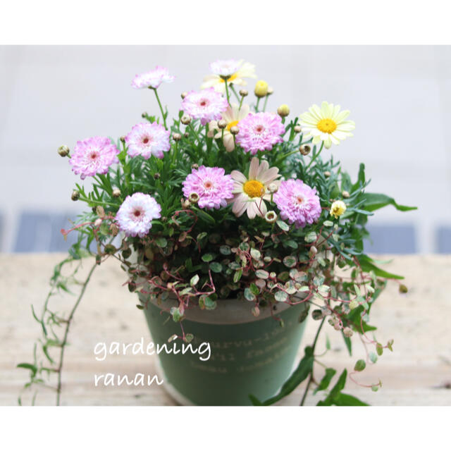 お花の贈り物❁❀✿✾キャンディcolor❁green❀✿✾春のcuteな寄せ植え ハンドメイドのフラワー/ガーデン(プランター)の商品写真