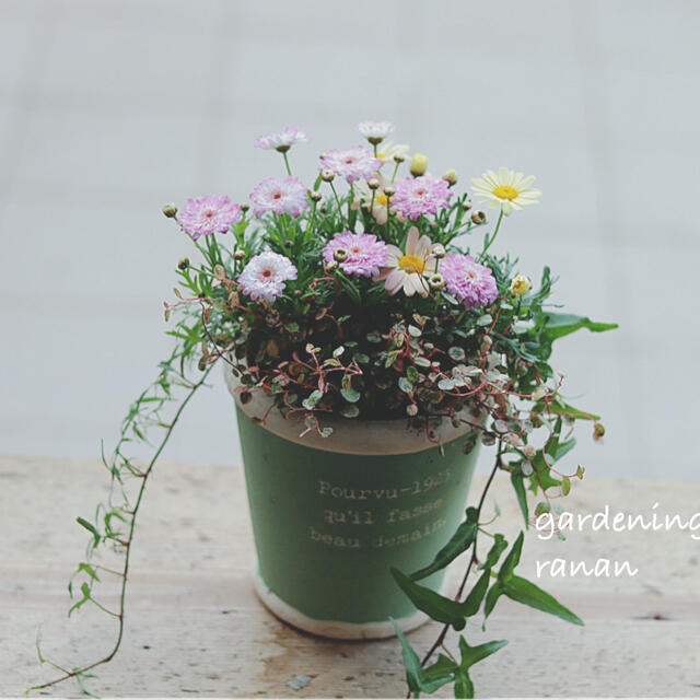 お花の贈り物❁❀✿✾キャンディcolor❁green❀✿✾春のcuteな寄せ植え ハンドメイドのフラワー/ガーデン(プランター)の商品写真