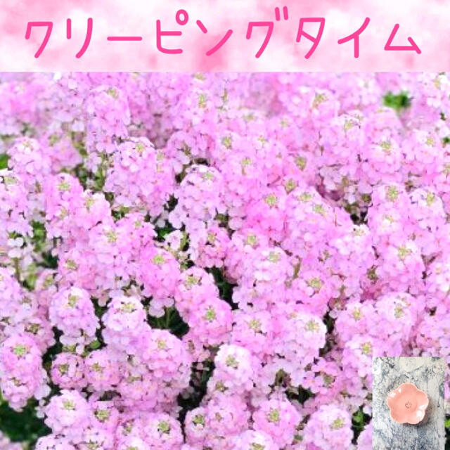 可愛いピンクの絨毯♡『クリーピングタイム』花の種50粒 ハンドメイドのフラワー/ガーデン(その他)の商品写真